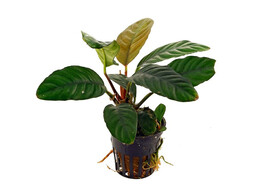 Anubias congensis round  rond   pot 