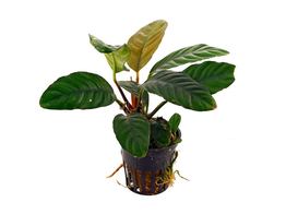 Anubias congensis round  rond   pot 