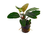 Anubias congensis round  rond   pot 