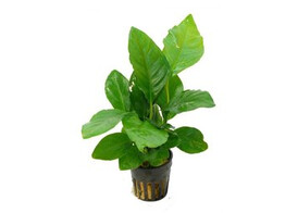 Anubias heterophylla  pot 