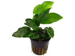 Anubias nana  pot 