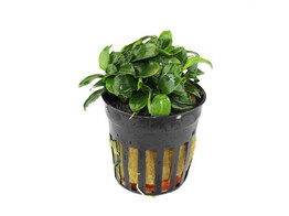 Anubias nana mini  pot 