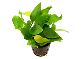 Anubias nana yellow heart  pot 