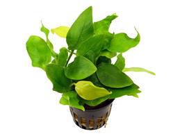 Anubias nana yellow heart  pot 