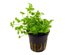 Bacopa australis  pot 