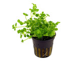 Bacopa australis  pot 