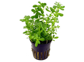 Bacopa monieri  pot 