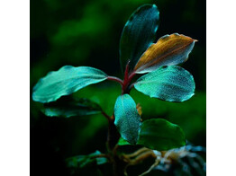 Buchephalandra sp  Blue green   pot-