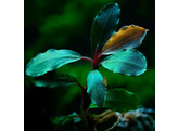 Buchephalandra sp  Blue green   pot-