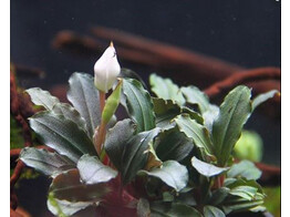 Buchephalandra sp. Mini red  pot 