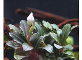 Buchephalandra sp. Mini red  pot 