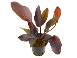 Echinodorus Aflame  pot 