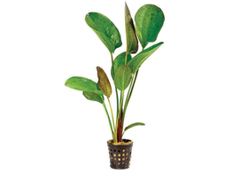 Echinodorus Felix  pot 