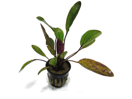 Echinodorus ozelot rood / rouge  pot 