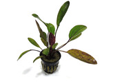 Echinodorus ozelot rood / rouge  pot 