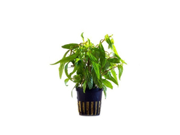 Hygrophila pantanl  wavy  pot 