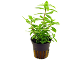 Hygrophila polysperma  pot 