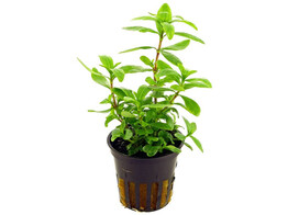 Hygrophila polysperma  pot 