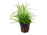 Juncus Repens