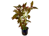 Ludwigia glandulos /palustris  pot 