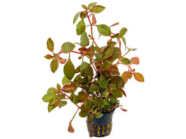 Ludwigia repens Rubin