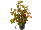 Ludwigia repens Rubin  pot 