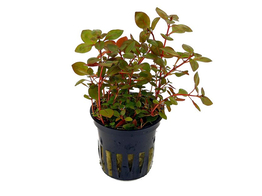 Ludwigia sp. Super Rood  pot 