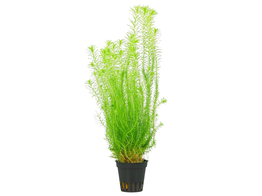 Mayaca fluviatilis  pot 