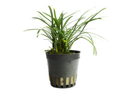 Ophiopogon japonica  pot 