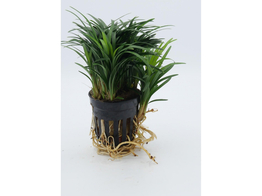 Ophiopogon kyoto  pot 