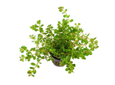 Rotala rotundifolia  pot 