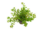 Rotala rotundifolia  pot 