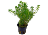 Rotala walichi  pot 