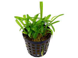 Sagittaria subulata  pot 