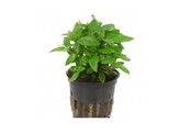 Staurogyna sp repens  pot 