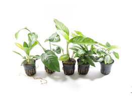 Selected Anubias - 30 pot s  - T