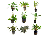 Selected Cryptocoryne - 30 potten - T