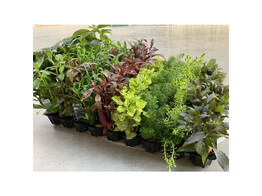 Selected Stengelplanten - Plantes aux tiges - 60 pot s  - T