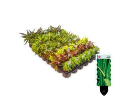 Selected Voorgrond Nano / Plan avant   Nano - 30 pot s  - T