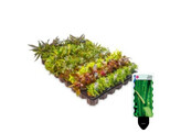 Selected Voorgrond Nano / Plan avant   Nano - 30 pot s  - T