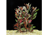 Ludwigia glandulosa   lood / plomb 