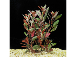 Ludwigia glandulosa   lood / plomb 