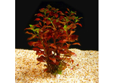 Ludwigia sp. Super Rood / Rouge   lood / plomb 