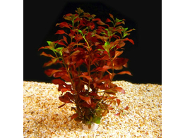 Ludwigia sp. Super Rood / Rouge   lood / plomb 