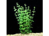 Lysimachia nummularia  green   B 