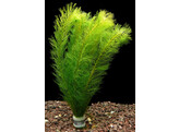 Myriophyllum guyana  lood / plomb 