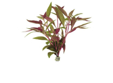 Alternanthera rosaefolia  lood / plomb 