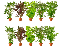 Selected Stengel plant / Plantes aux tiges  Terracotta 