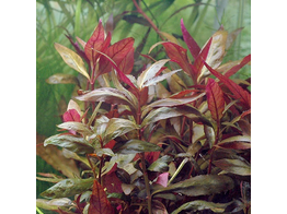 Alternanthera lilachina