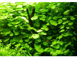 Hydrocotyle leucocephala  Terracotta 